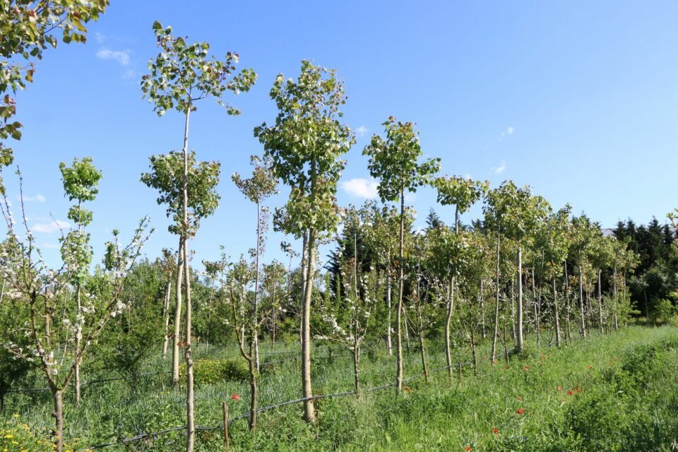 “Fundação Mendes Gonçalves Designa Novo Diretor para o Programa ‘Regenerar’ em Reorganização Estratégica”