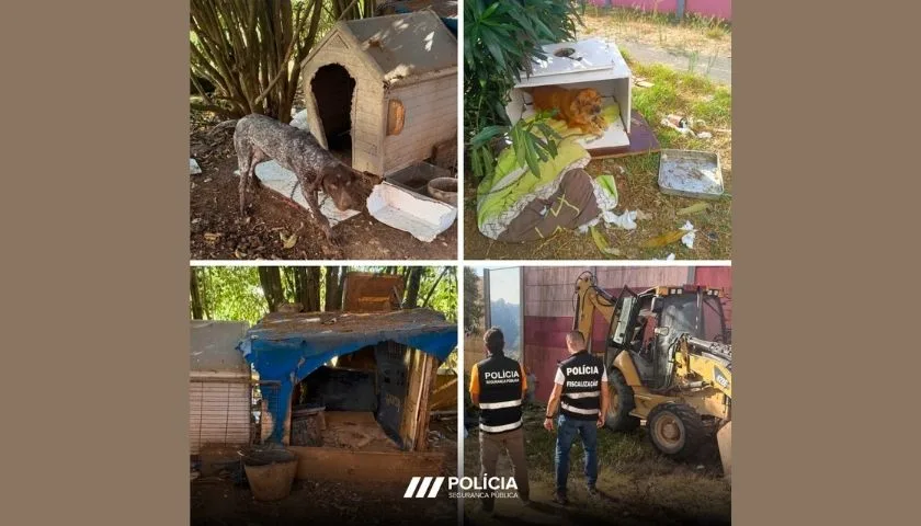 Maus tratos animais_PSP