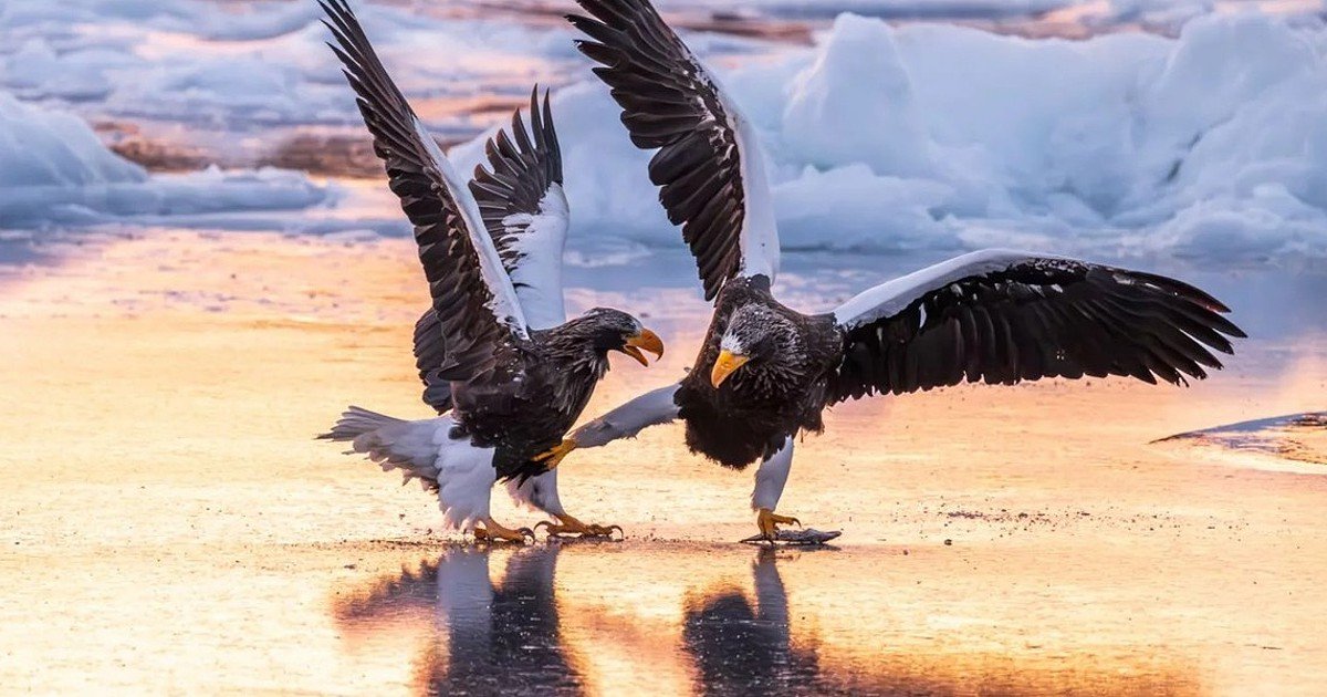Sustos, Mergulhos e Poses Arriscadas: As Melhores Fotografias Cômicas da Natureza