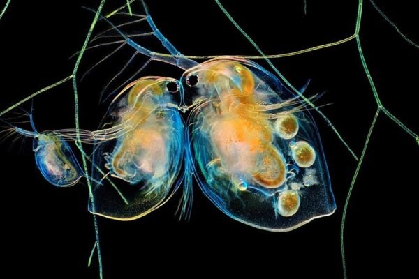 Concurso de Fotografia da Nikon Destaca a Beleza Oculta do Mundo Microscópico: Veja as Melhores Imagens