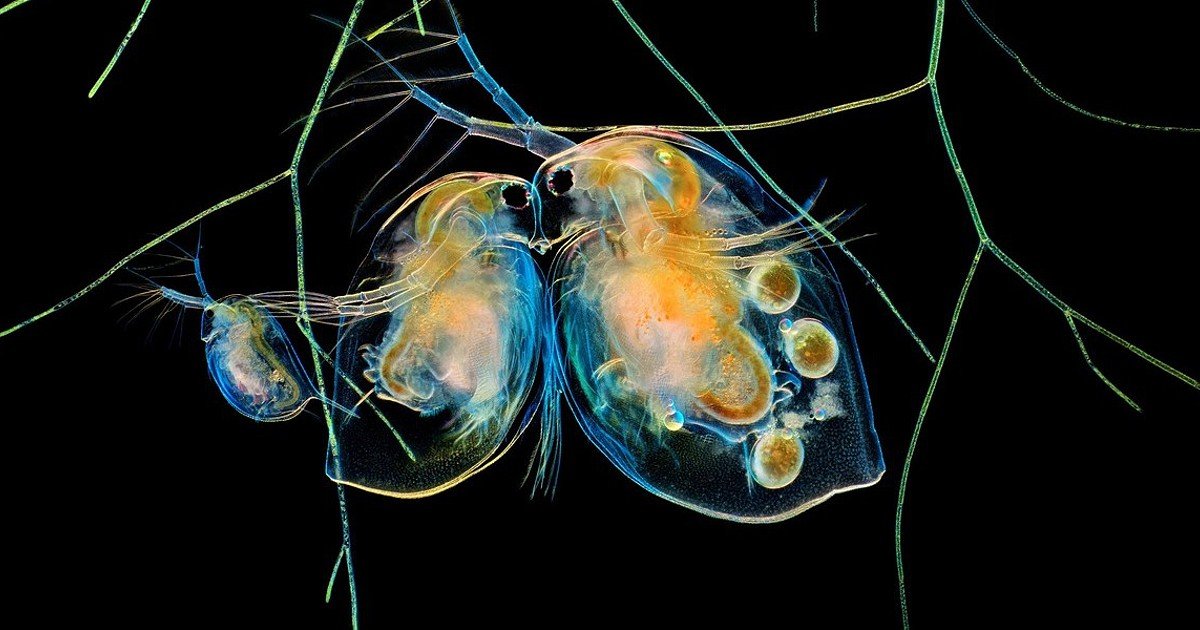 Concurso de Fotografia da Nikon Destaca a Beleza Oculta do Mundo Microscópico: Veja as Melhores Imagens