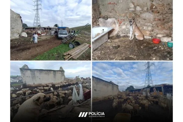 Sintra | PSP realiza operação contra a exploração pecuária ilegal no Cacém