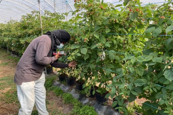 Detidos em Portugal: Policiais envolvidos em rede de exploração de imigrantes irregulares