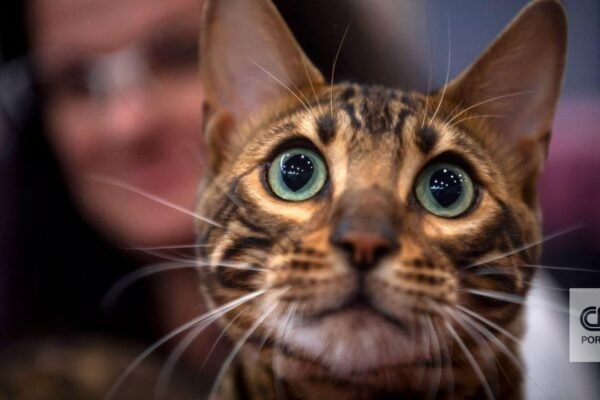 Gato doméstico chegou à Europa milênios mais tarde do que se acreditava