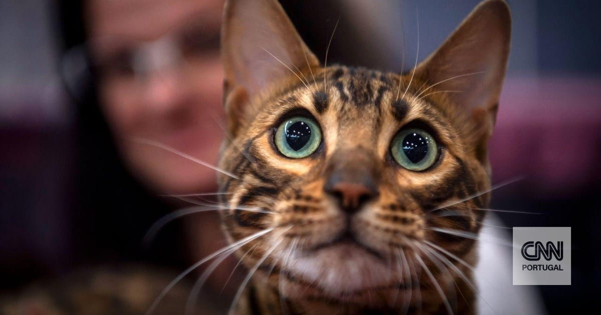 Gato doméstico chegou à Europa milênios mais tarde do que se acreditava