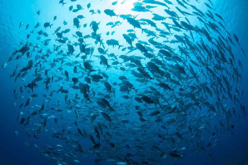 Tratado do Alto Mar entra em vigor com 81 países, incluindo Portugal