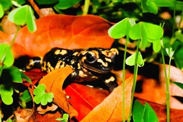 "Anfíbios e Outras Espécies Noturnas no Parque da Pena"