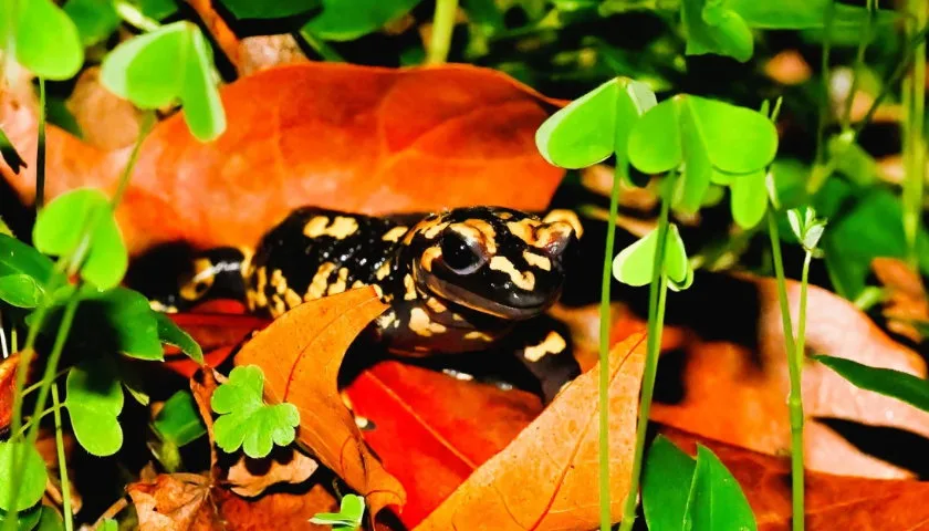 "Anfíbios e Outras Espécies Noturnas no Parque da Pena"