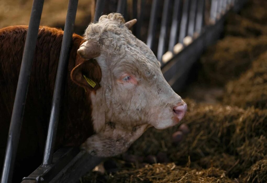 Bactérias resistentes sinalizadas em explorações pecuárias intensivas no norte de Portugal