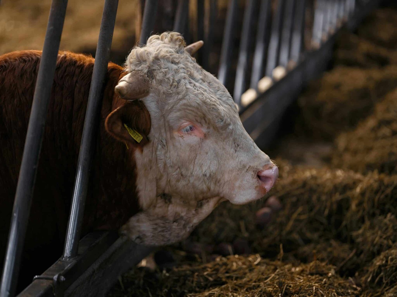 Bactérias resistentes sinalizadas em explorações pecuárias intensivas no norte de Portugal