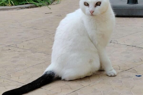 She is extremely sweet and calm, loves company and comfort, and purrs as soon as she receives affection