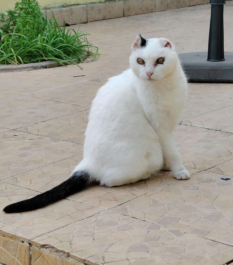 She is extremely sweet and calm, loves company and comfort, and purrs as soon as she receives affection