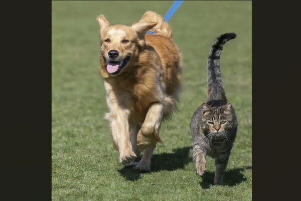 Veterinários lutam para reduzir IVA nos serviços veterinários