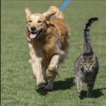 Veterinários lutam para reduzir IVA nos serviços veterinários