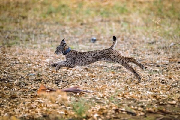 PS exige visita urgente ao centro de linces de Silves em meio a crescente preocupação com reestruturação da gestão