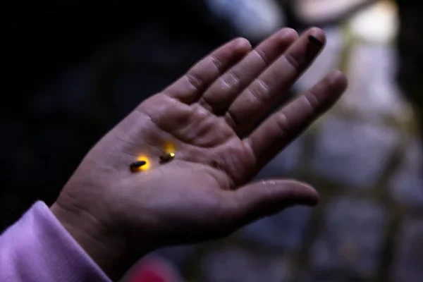 "Descubra a Magia dos Pirilampos e da Fauna Noturna em Sintra"