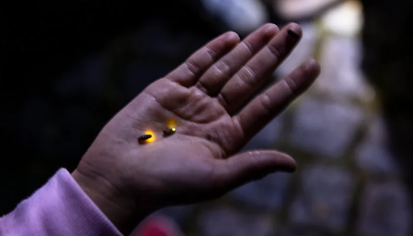 "Descubra a Magia dos Pirilampos e da Fauna Noturna em Sintra"