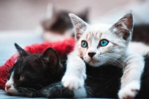 Apelo Desesperado por Ajuda: ONG Animal de Lisboa Atingida por Surto Mortal de Vírus Felino