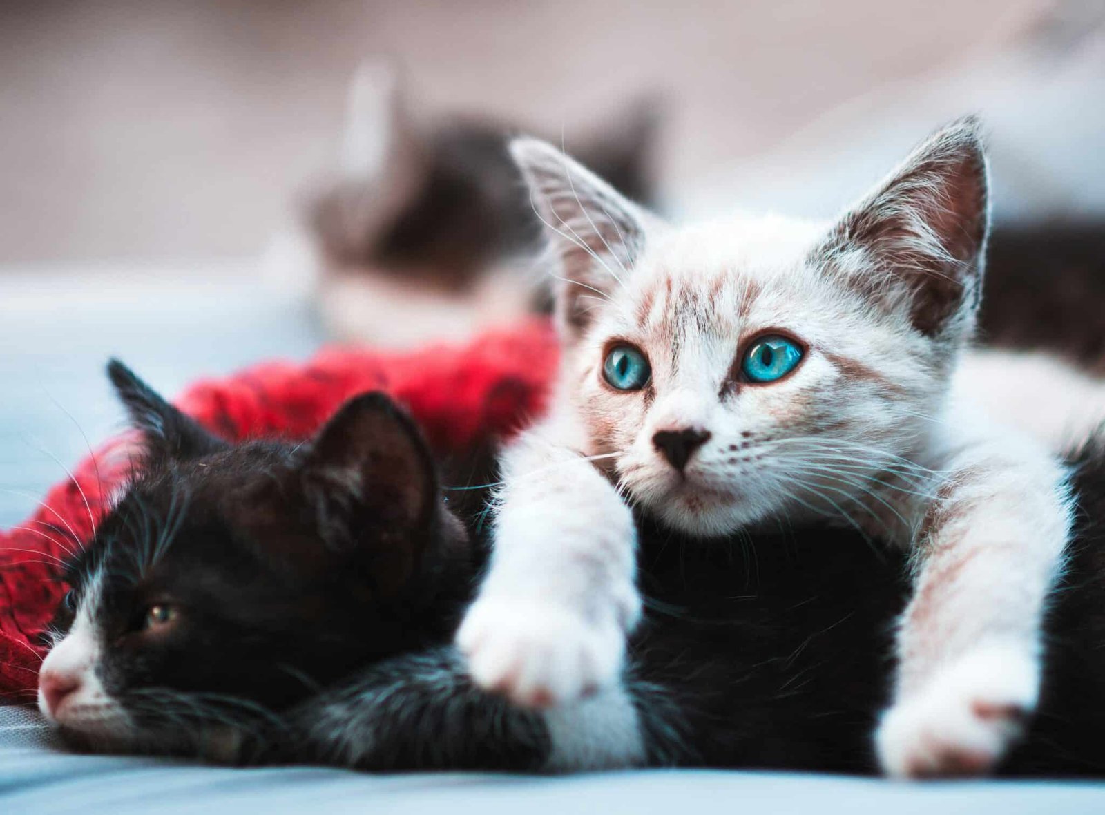 Apelo Desesperado por Ajuda: ONG Animal de Lisboa Atingida por Surto Mortal de Vírus Felino