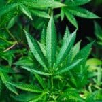 A rede de tráfico de cannabis medicinal usou lacunas da Infarmed, alegam os procuradores