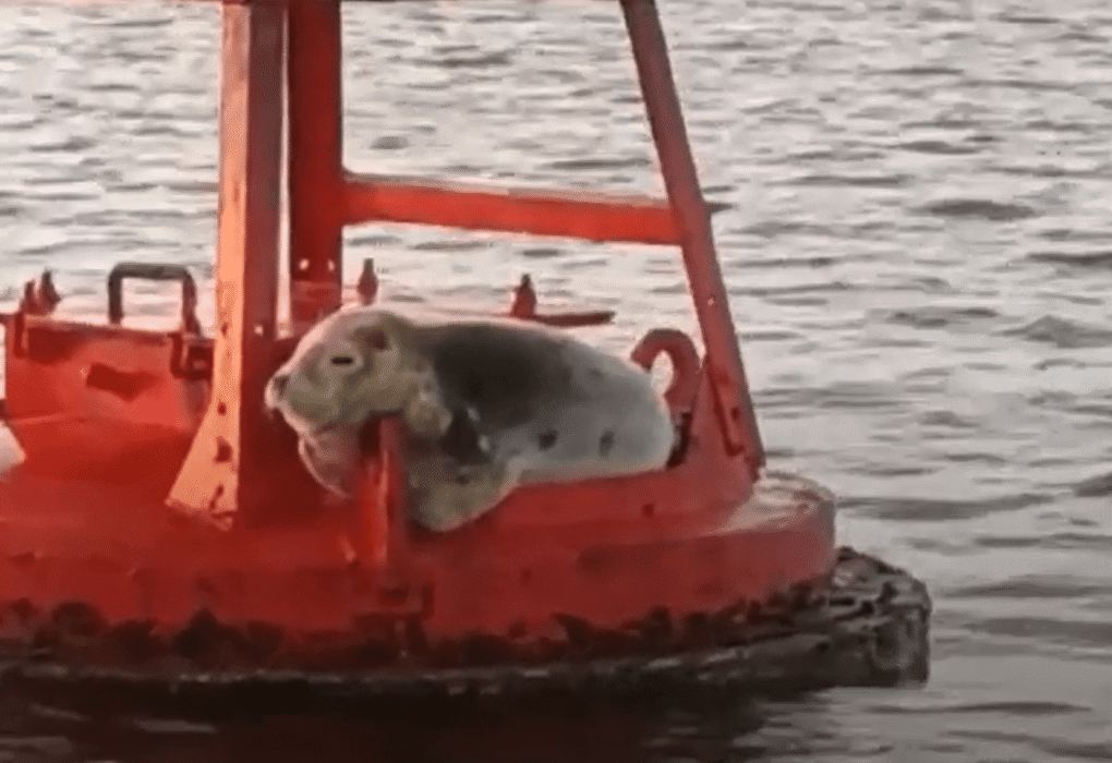 Foca Aventureira Avistada na Ria Formosa