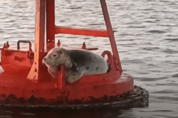 Foca Aventureira Avistada na Ria Formosa