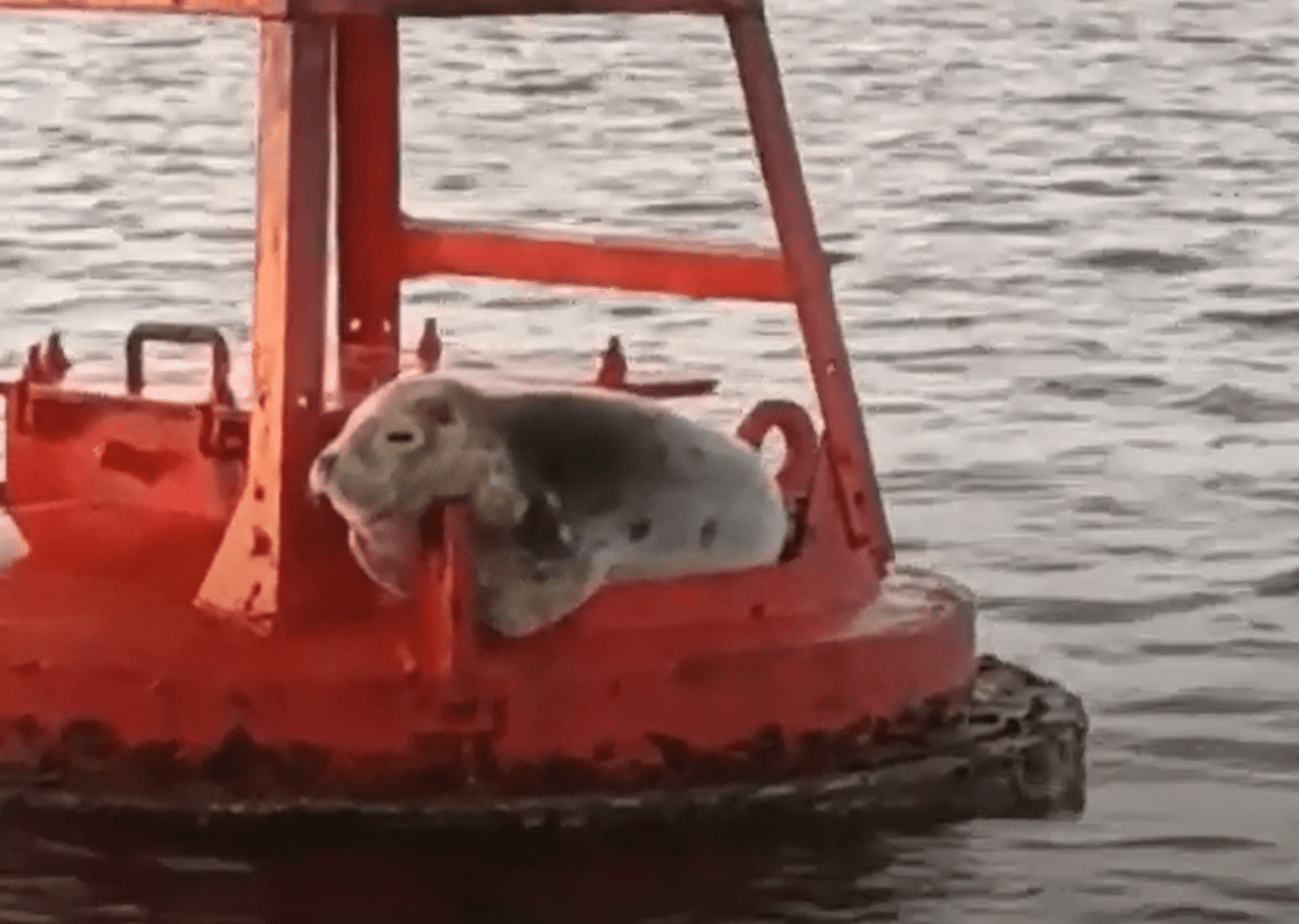 Foca Aventureira Avistada na Ria Formosa