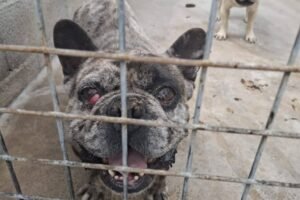 Apelo Urgente: 250 Cães Resgatados de Suposta Fazenda de Cães em Portugal