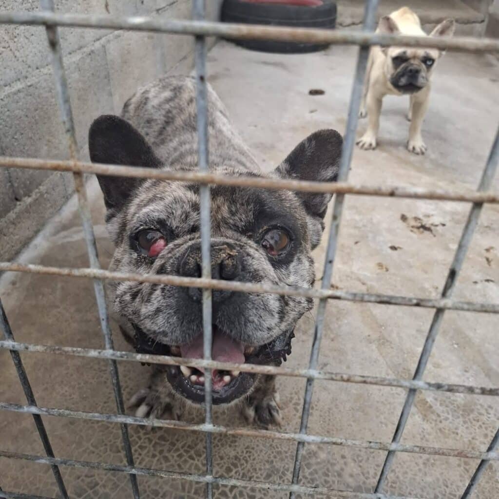 Apelo Urgente: 250 Cães Resgatados de Suposta Fazenda de Cães em Portugal