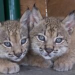 ICNF mantém equipa de gestão do centro do lince ibérico após reviravolta